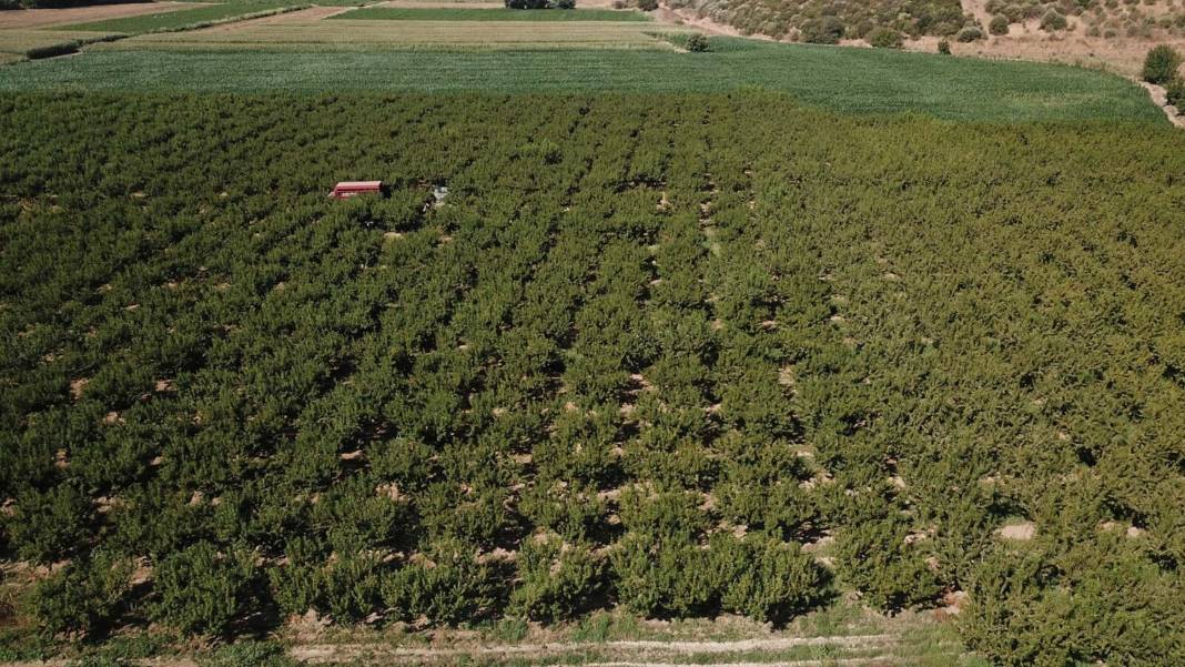 Şeftali üreticisi paraya para demedi! Ruslar çok sevdi milyonlar aktı 4